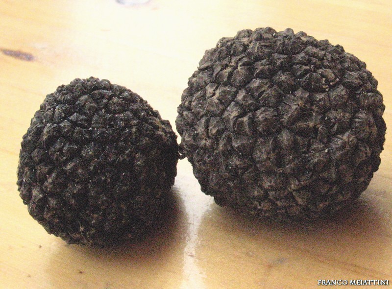 Tartufo scorzone nero estivo